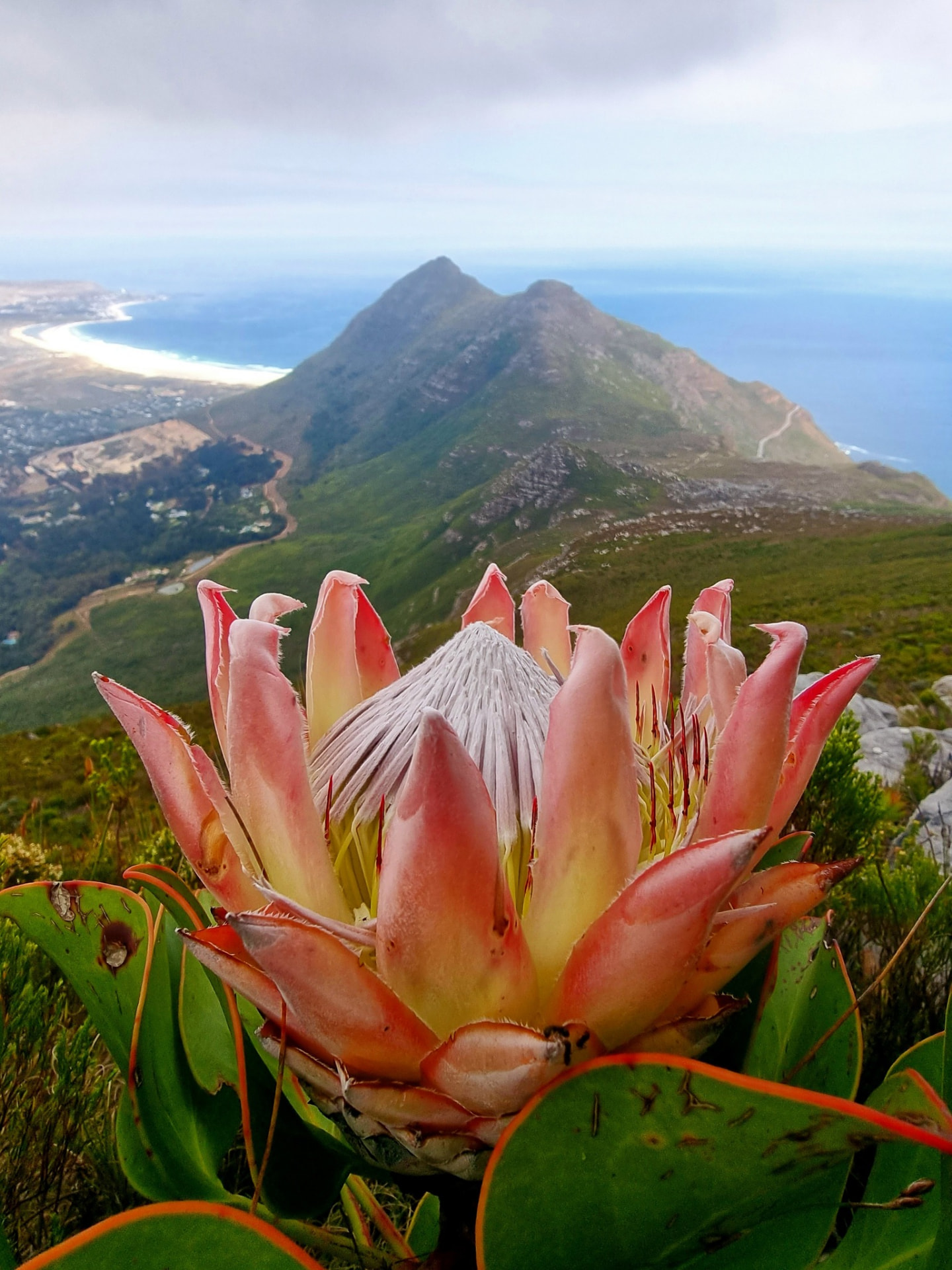 A King Protea in bloom above the Cape coastline, with mountains and sea beyond