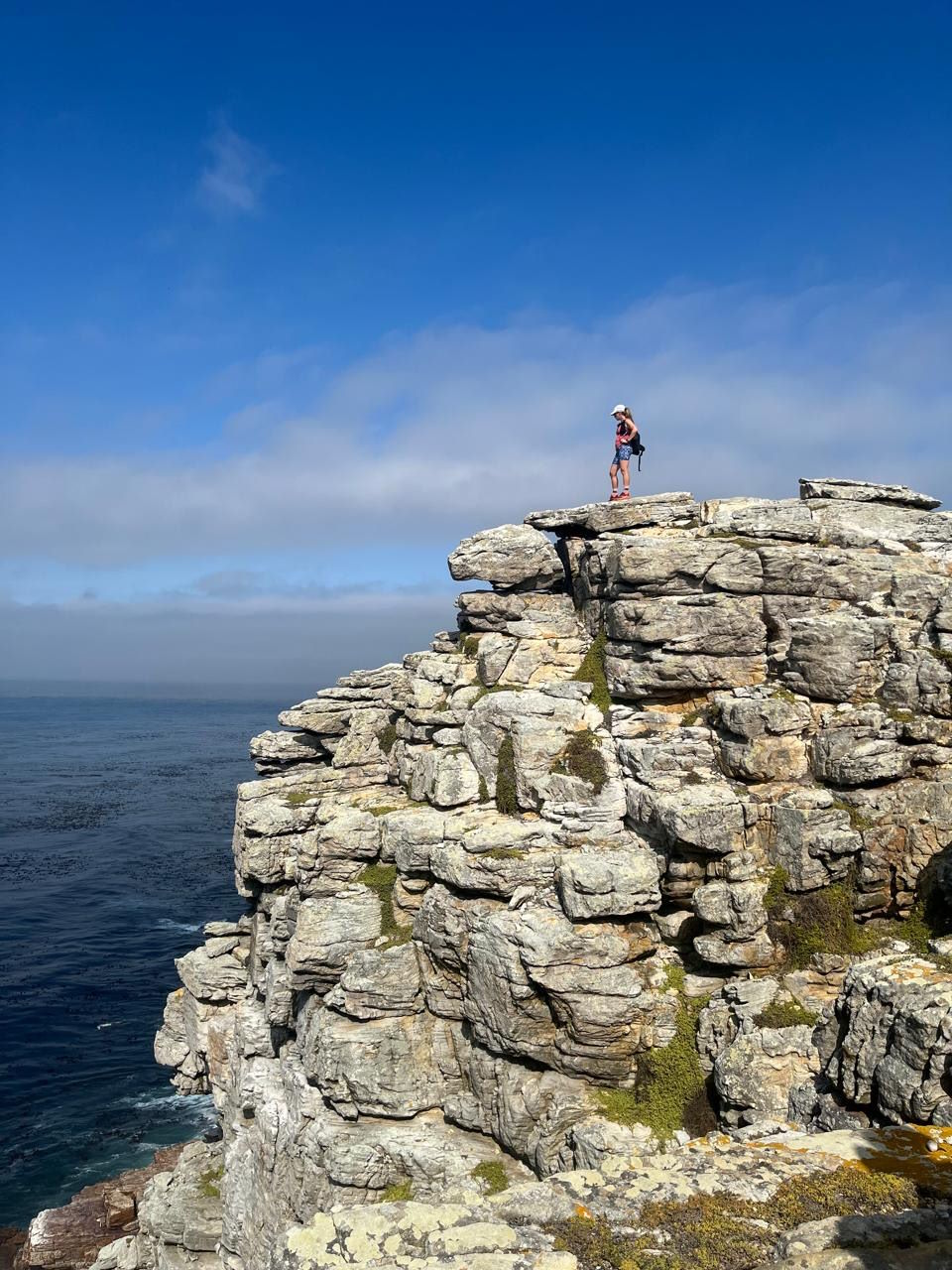 Fynbos and mountain landscape in Table Mountain National Park, Cape Town