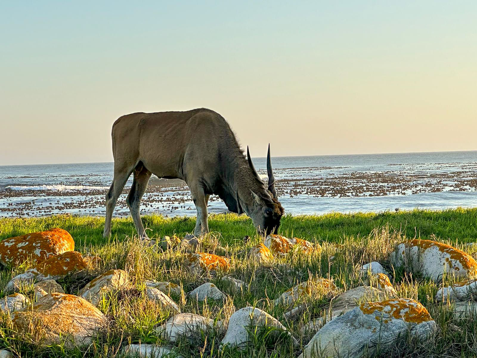 Gemsbok grazing next to the Atlantic near Cape Point National Park, South Africa